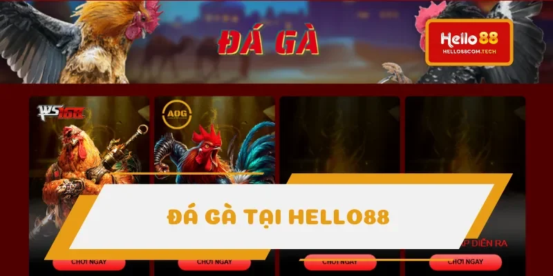 Đá gà cập nhật hàng trăm trận từng ngày Đá gà cập nhật hàng trăm trận từng ngày